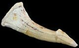 Cretaceous Giant Sawfish (Onchopristis) Rostral Barb #64493-1